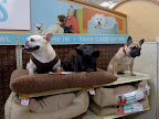Now, the key to being a spokesdog is really showing how much you enjoy the product.  Take this dog bed, for example!  See how Sharkey and I squish our paws into it?  Very comfortable!