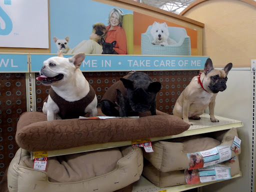 Now, the key to being a spokesdog is really showing how much you enjoy the product.  Take this dog bed, for example!  See how Sharkey and I squish our paws into it?  Very comfortable!