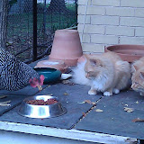 “Feeding time” – copyright Erin Cochran