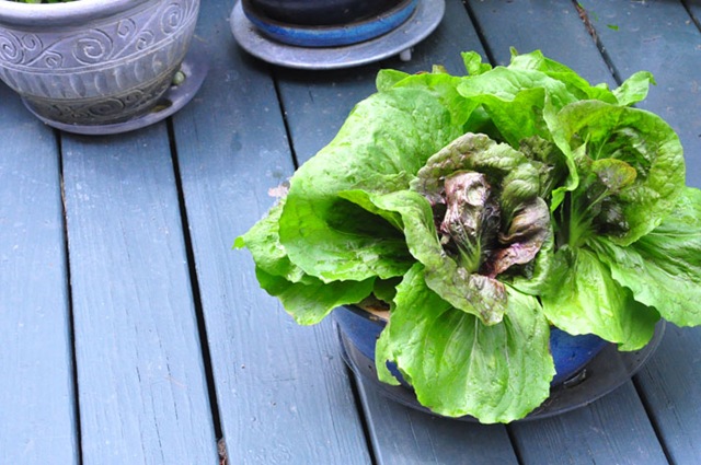[garden_radiccio%255B4%255D.jpg]