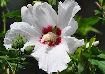 DSC_2097_new.jpg