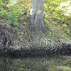 bajkowe korzenie dsc01657.jpg
