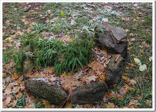 111124_Fargesia-dracocephala-Rufa_05 111124_Fargesia-dracocephala-Rufa_05