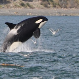 Wildlife_Online Wildlife_Online