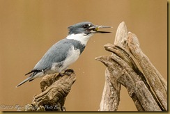 Belted Kingfisher (Megaceryle alcyon)