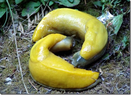 bananaslugzr8