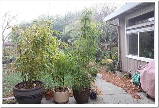 111218_by_potted_bamboos
