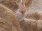 I'm thankful for naps.