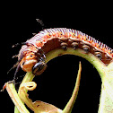 Common Crow Caterpillar molting