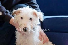 small_Bedlington-Terrier-Dogs-499
