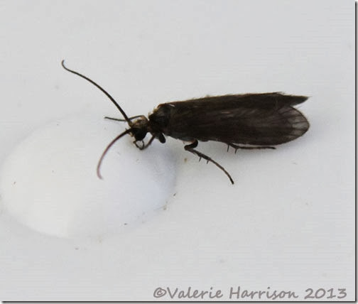 tiny-black-moth