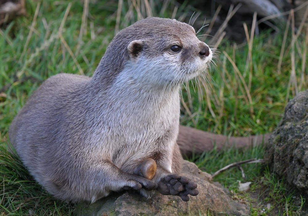 [Asian%2520Short-Clawed%2520Otter%2520with%2520stone%2520jpg%255B4%255D.jpg]