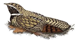 [whippoorwill%255B3%255D.jpg]