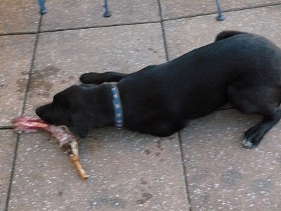 4. Dogs who live on dog food are happy. It's just that the guys who own the dogs who think a giant lamb bone is a treat, aren't the ones who walk the dogs first thing in the morning. I'm just saying. Digestive track much? 4. Dogs who live on dog food are happy. It's just that the guys who own the dogs who think a giant lamb bone is a treat, aren't the ones who walk the dogs first thing in the morning. I'm just saying. Digestive track much?