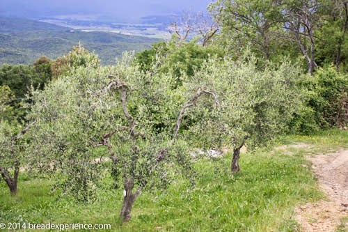 [vineyard-olive-grove-6%255B4%255D.jpg]