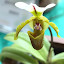 orchid_0063.JPG