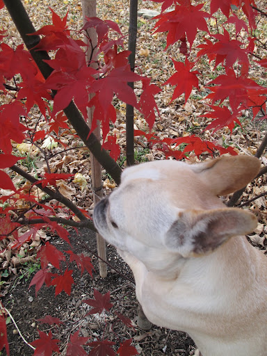Acer Palmatum 'Osakazuki' - This famous cultivar is best known for its intense crimson fall color.  It's really stunning.