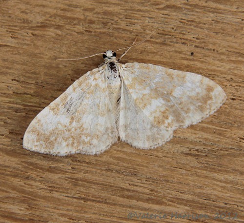 [Sandy-Carpet2.jpg]