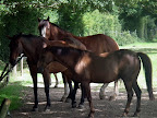 DSCF9454.JPG