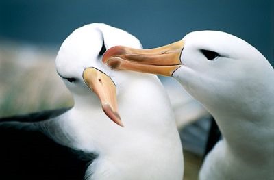 [albatross-en-peligro-de-extinci%25C3%25B3n%255B8%255D.jpg]