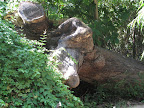 Sajjan Niwa garden