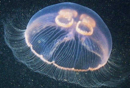 [jellyfishimagesaurelia32.jpg]