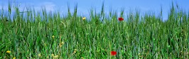 flower panoram_nebesnoe.info_28.jpg