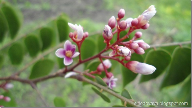 flor de carambola