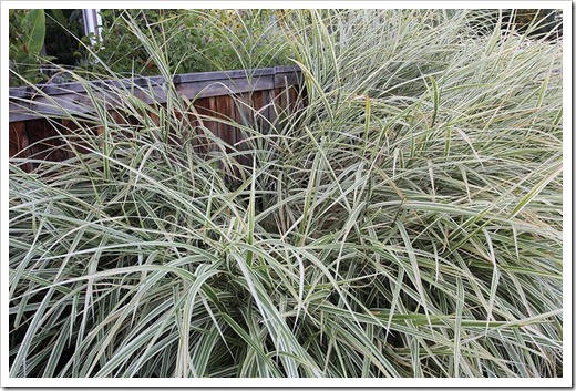 110901_Miscanthus-sinensis-Rigoletto_02 110901_Miscanthus-sinensis-Rigoletto_02