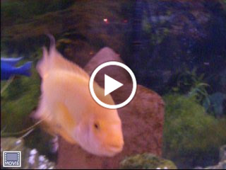 gold midas cichlid