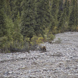 Outro urso!!! Denali National Park, Alaska, EUA