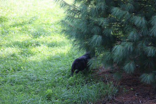 I'll just duck under this white pine tree.