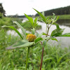 dsc01095.jpg