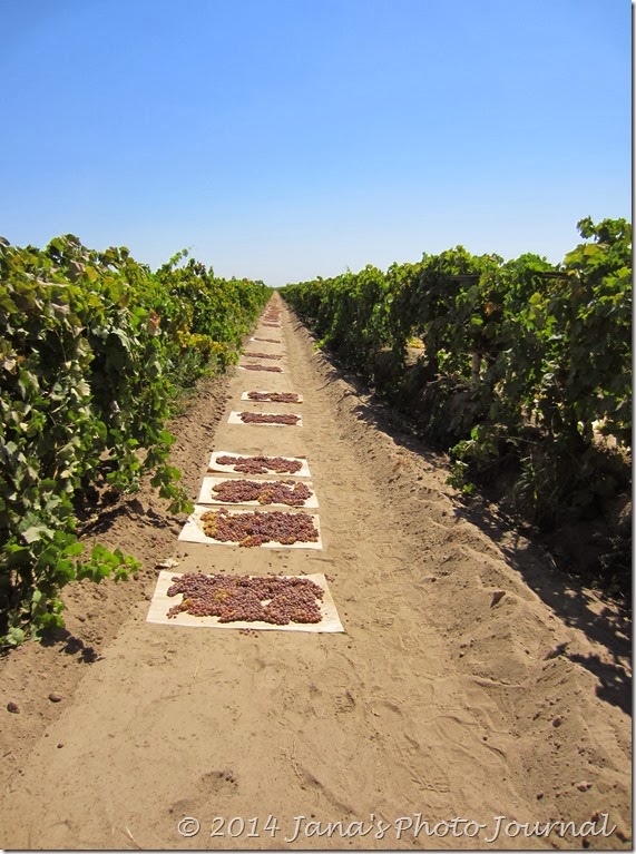 Grapes Drying in the Sun Grapes Drying in the Sun