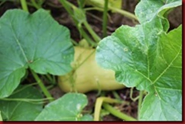 069 (640x427)_thumb 069 (640x427)_thumb