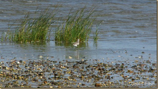 birding south beach_024