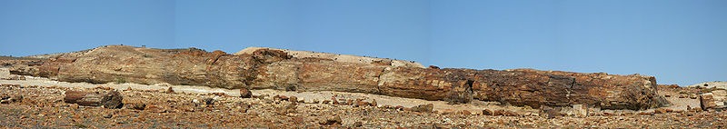 [Bosques%2520Petrificados%2520-Araucaria_petrificada%255B4%255D.jpg]