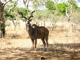 A kudu making a funny face at us. Or chewing its cud. Transition to Madagascar - 033.jpg