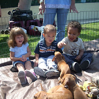 Puppies visitor