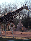 denver_zoo