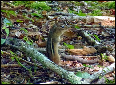 01e - Jesup Path - Chipmunk