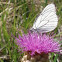 leuzea uniflora with Black-veined White