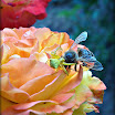 DSCF1186.JPG