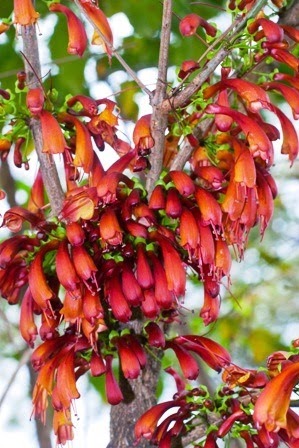 [Halleria-lucida-%255B3%255D.jpg]