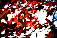Light through the red leaves in Colorado