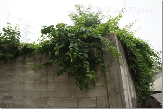 철천지DSC04439-20120704-132749 철천지DSC04439-20120704-132749