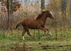 Bukett i hagen oktober 2011