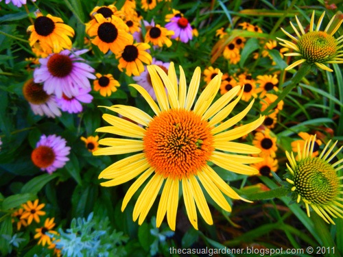 [Echinacea%2520Surprise%25202011%255B7%255D.jpg]