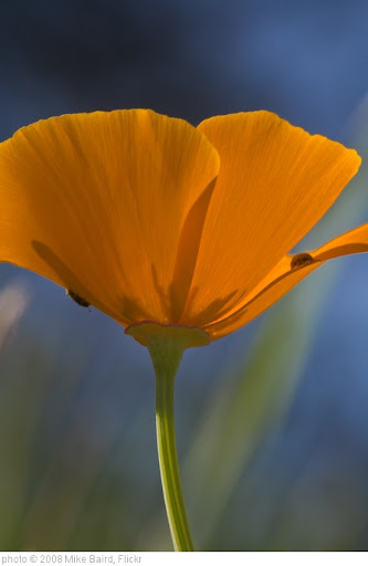 'California poppy (Eschscholzia californica) with Ladybugs california-poppy-4' photo (c) 2008, Mike Baird - license: http://creativecommons.org/licenses/by/2.0/