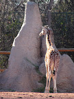 denver_zoo